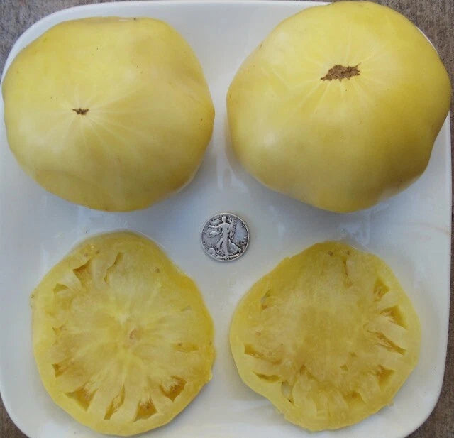 Great White Non-Acidic Fresh Seeds - 25 Seeds - Ideal for Organic Gardening - Non-GMO Planting (Variety: Great White)