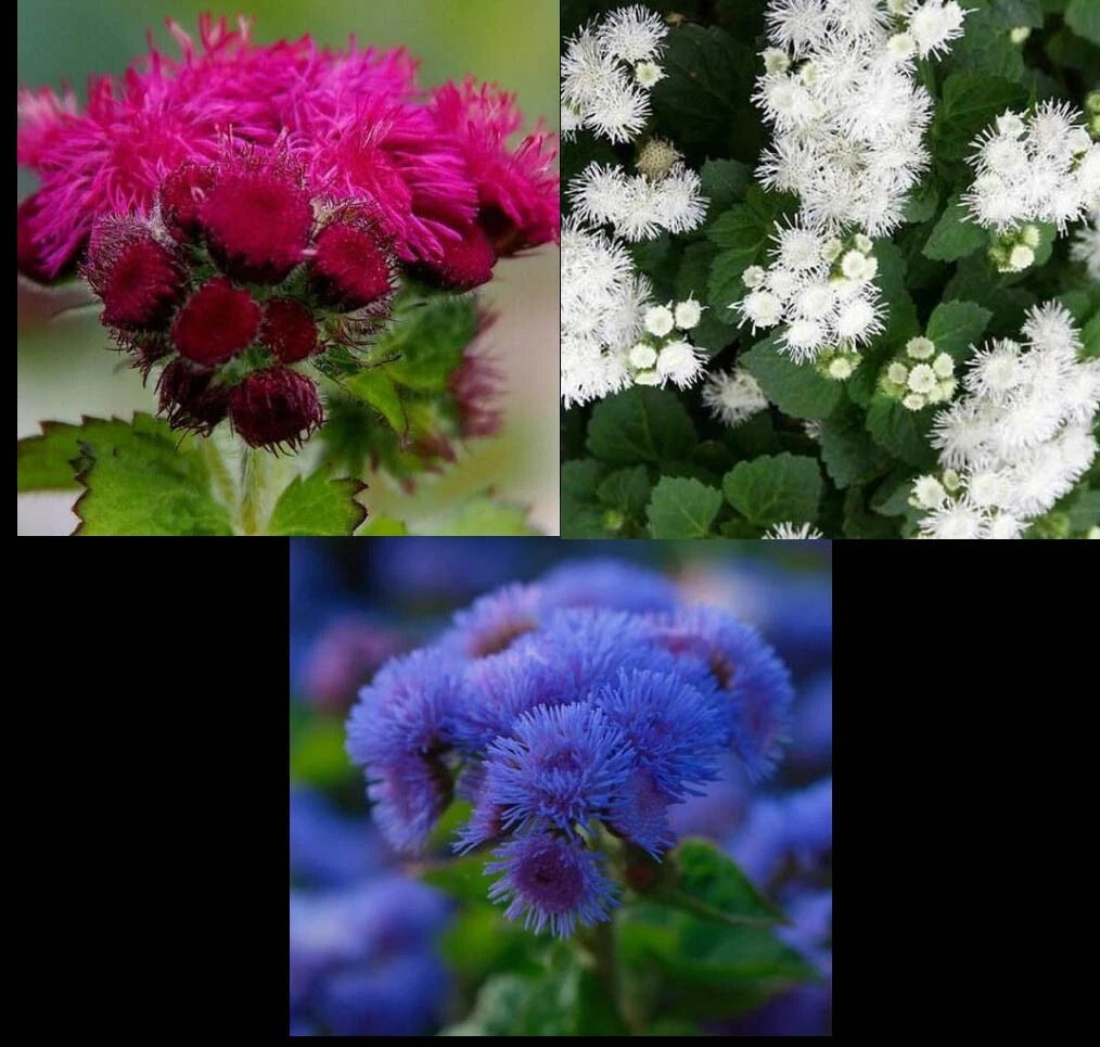 Ageratum Mix Seeds - Red White & Blue Variety - Non-GMO 500 Seeds - Ageratum houstonianum