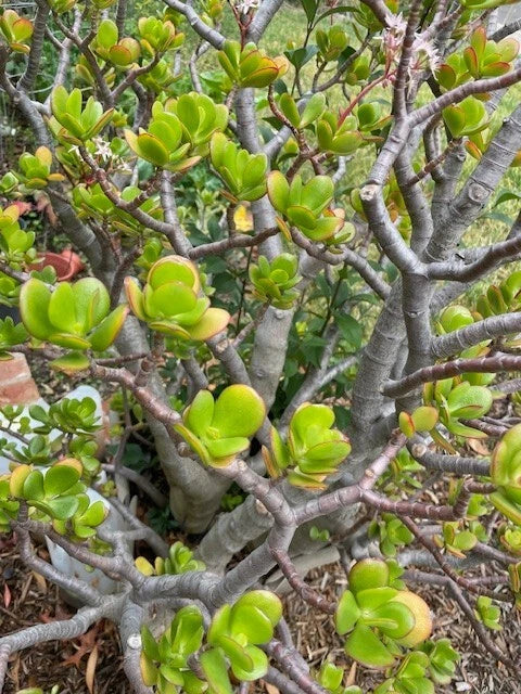 Jade Plant Cuttings - Deep Green Bonsai Succulent - Crassula ovata - 3 Fresh Cuttings for Propagation