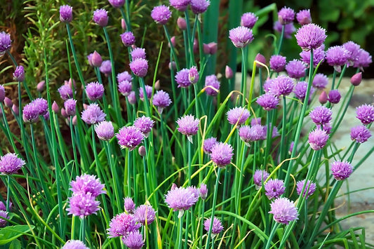 Chives Seeds 750 Count Non-GMO Allium schoenoprasum Culinary Herb Gardening