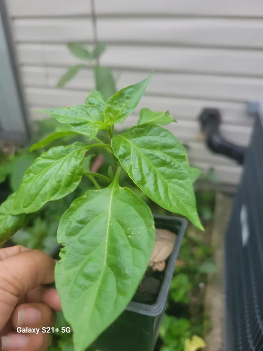 Carolina Reaper Live Plant - Organic Super Hot Pepper - Capsicum chinense - 4-inch Pot