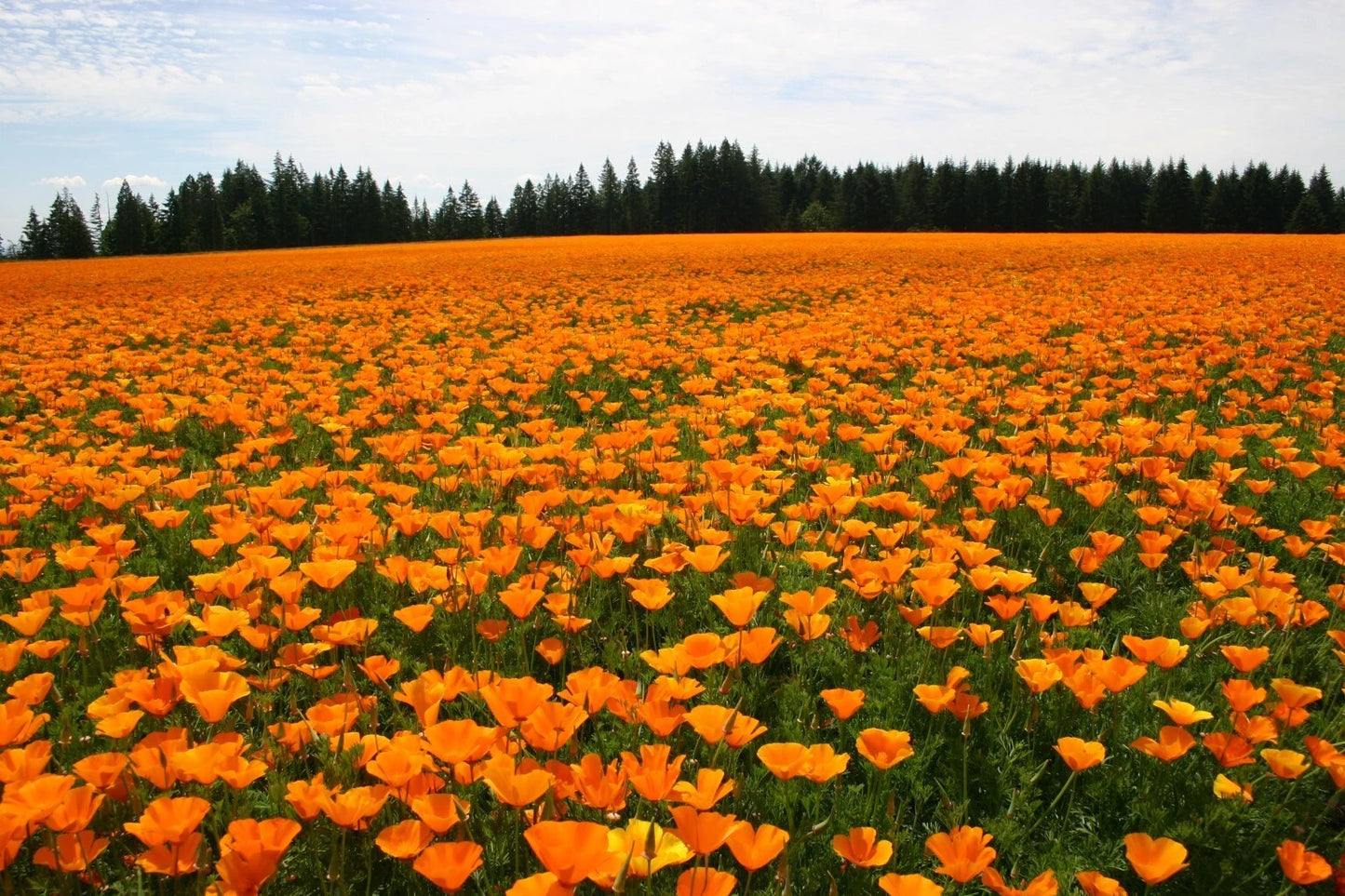California Poppy Seeds - 250+ Orange Seeds - Eschscholzia californica - Easy to Grow Wildflower