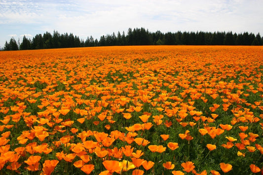 California Poppy Seeds - 250+ Orange Seeds - Eschscholzia californica - Easy to Grow Wildflower