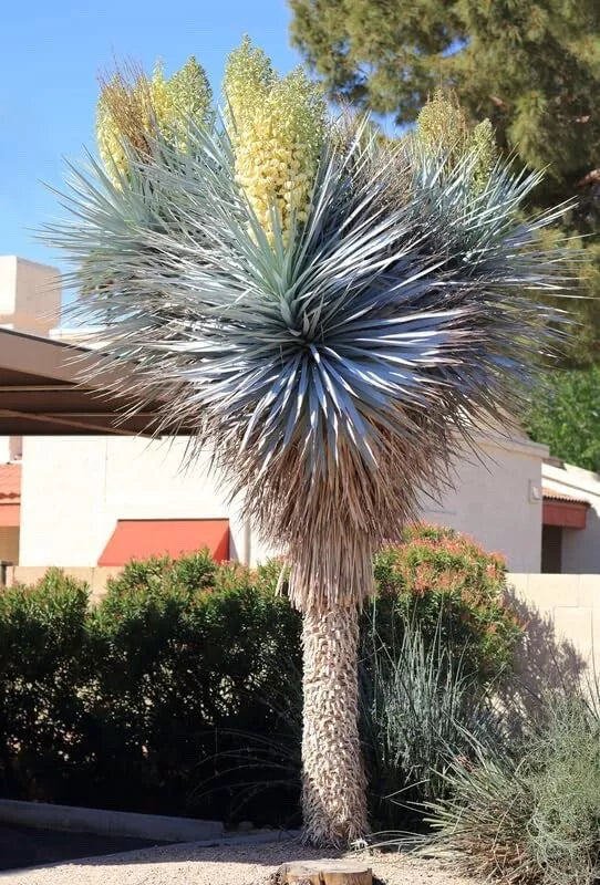 Blue Yucca Tree Seeds (10 Seeds) - Yucca rigida - Drought-Tolerant, Ornamental, Easy to Grow