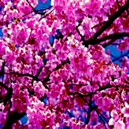 Japanese Sakura Cherry Blossom Tree Seeds - 5 Pack (Prunus sargentii) Hardy Flowering Plant for Garden or Landscape