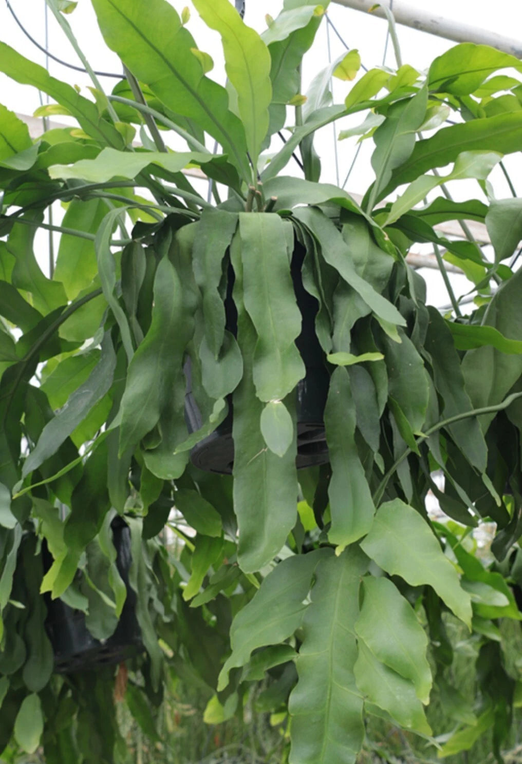 RARE Epiphyllum Crenatum "Beavertail" 6-8" Fresh Cactus Cuttings - Hard to Find, Unique Succulent Plant