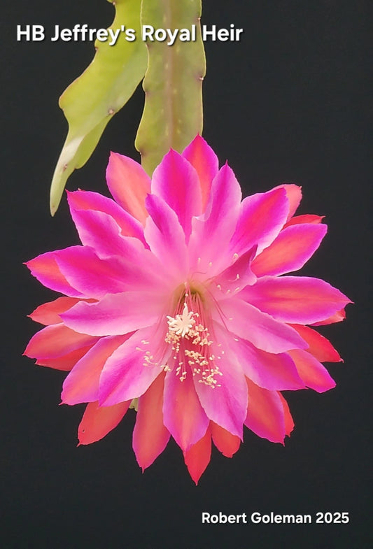 Epiphyllum Cutting - Unrooted 'HB Jeffrey's Royal Heir' - Rare Cactus Variety for Propagation