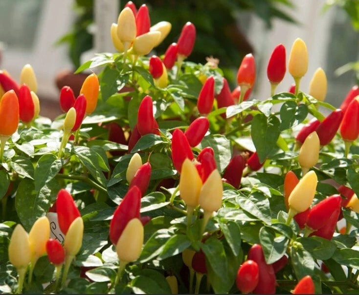 Pequin Chili Pepper Seeds - 25+ Organic Piquin FRESH Bird Pepper Seeds (Capsicum annuum)