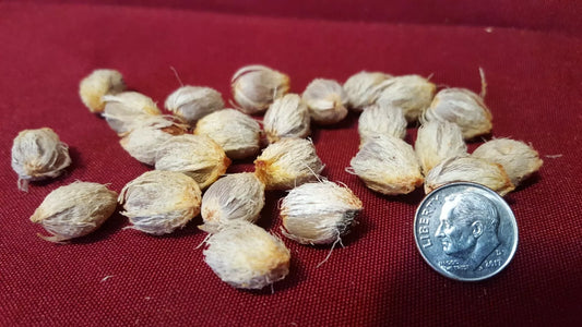 Jerusalem Palm Tree Seeds 24 Count | Date Palm Seeds | Phoenix dactylifera | Tropical Gardening Supplies