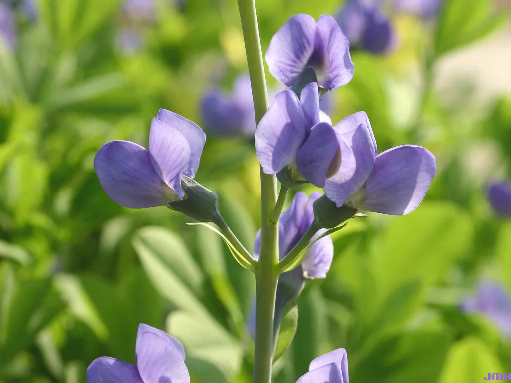 Indigo Blue Perennial Wildflower Seeds - 31 Seeds - GroCo USA - Buy 15, Ships Free