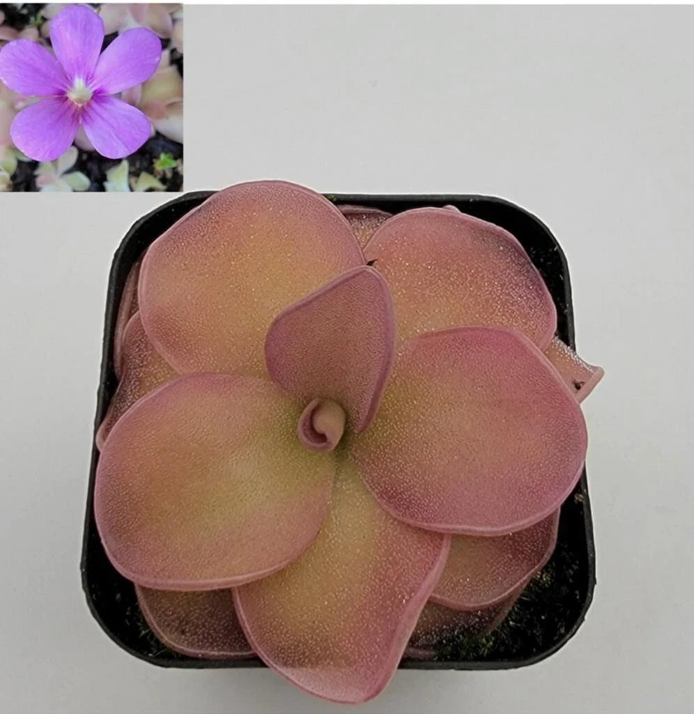 Butterworts Bare-root Pinguicula pirouette - Unique Carnivorous Plant for Home Gardening