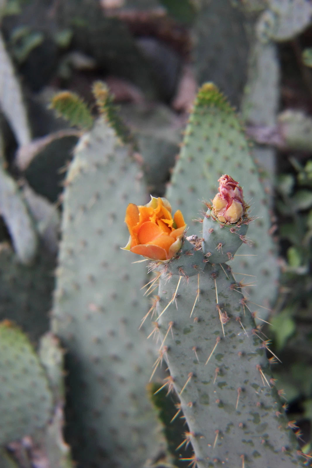 Cow's Tongue Cactus Pad Cutting - Opuntia liguiformis - Hardy Succulent Plant for Indoor or Outdoor Gardening