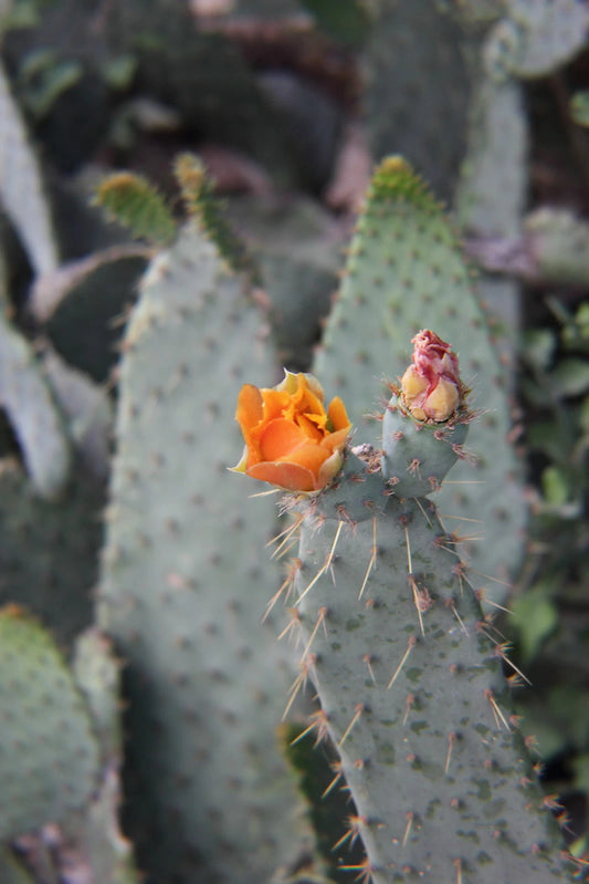 Cow's Tongue Cactus Pad Cutting - Opuntia liguiformis - Hardy Succulent Plant for Indoor or Outdoor Gardening