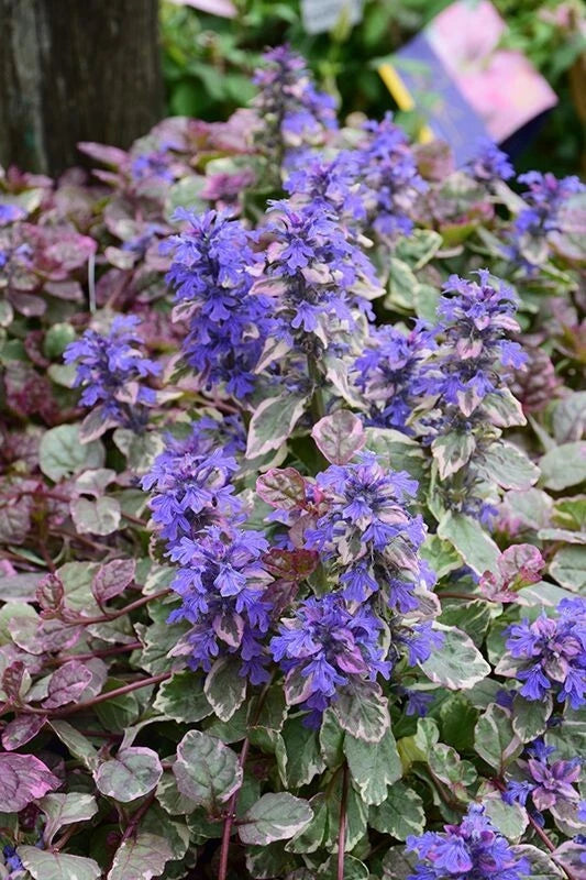 Ajuga Reptans 'Burgundy Glow' Groundcover Plant 4" Pot - Burgundy & Cream Variegated Foliage with Purple-Blue Flowers