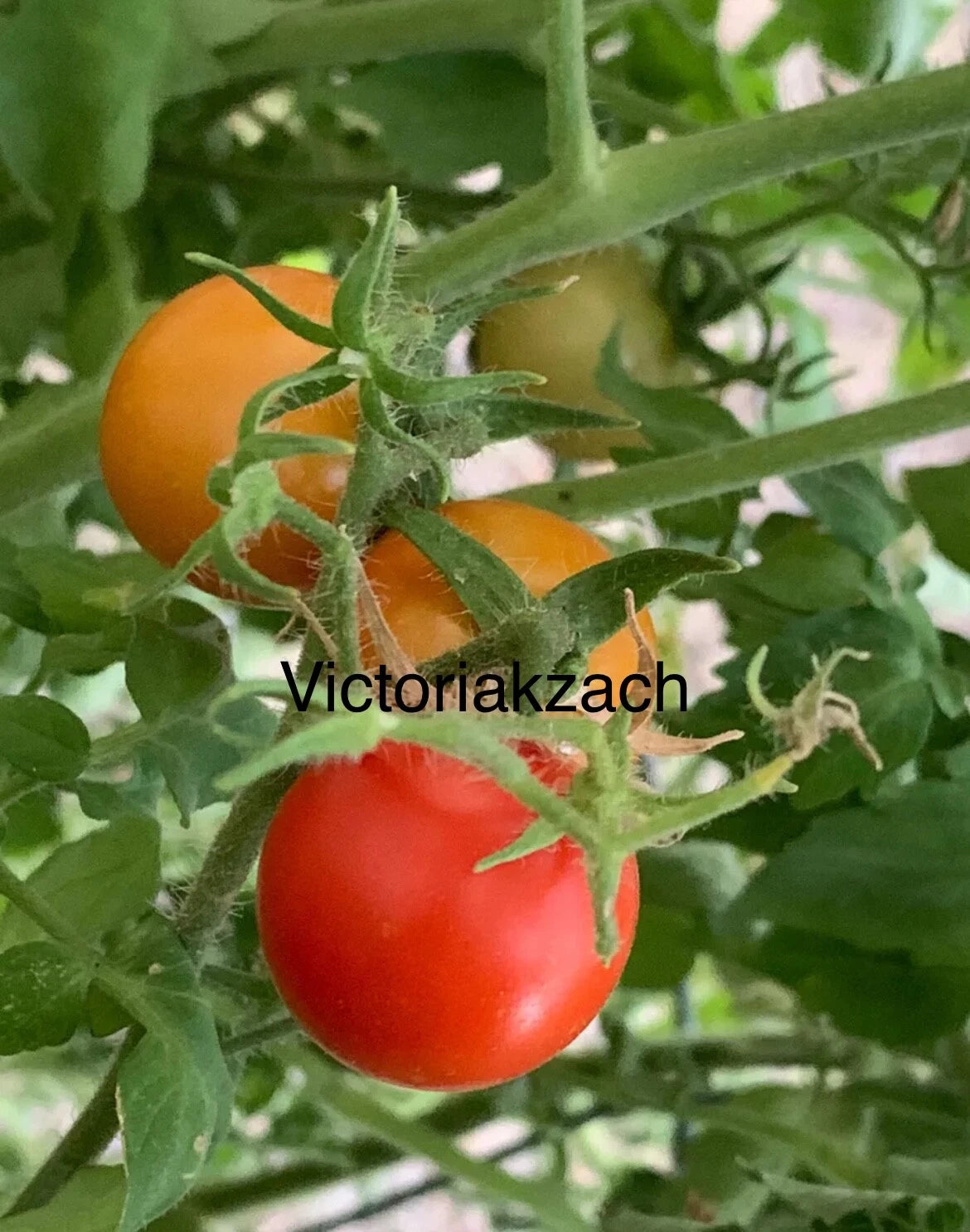 Cherry Tomato Seeds - Large Sweet Organic Non-GMO Heirloom - Fresh Edible Garden Varieties - Solanum lycopersicum