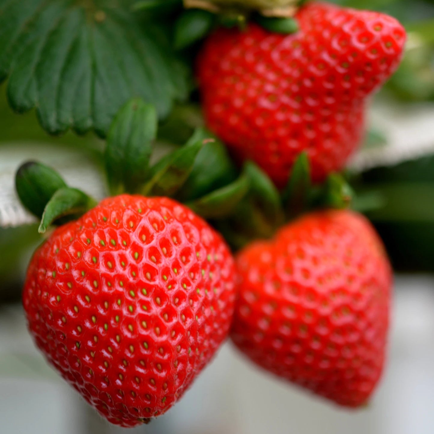 Allstar Strawberry Roots - Bare Root Plants | Mid-Season June-Bearing Variety | Fragaria × ananassa