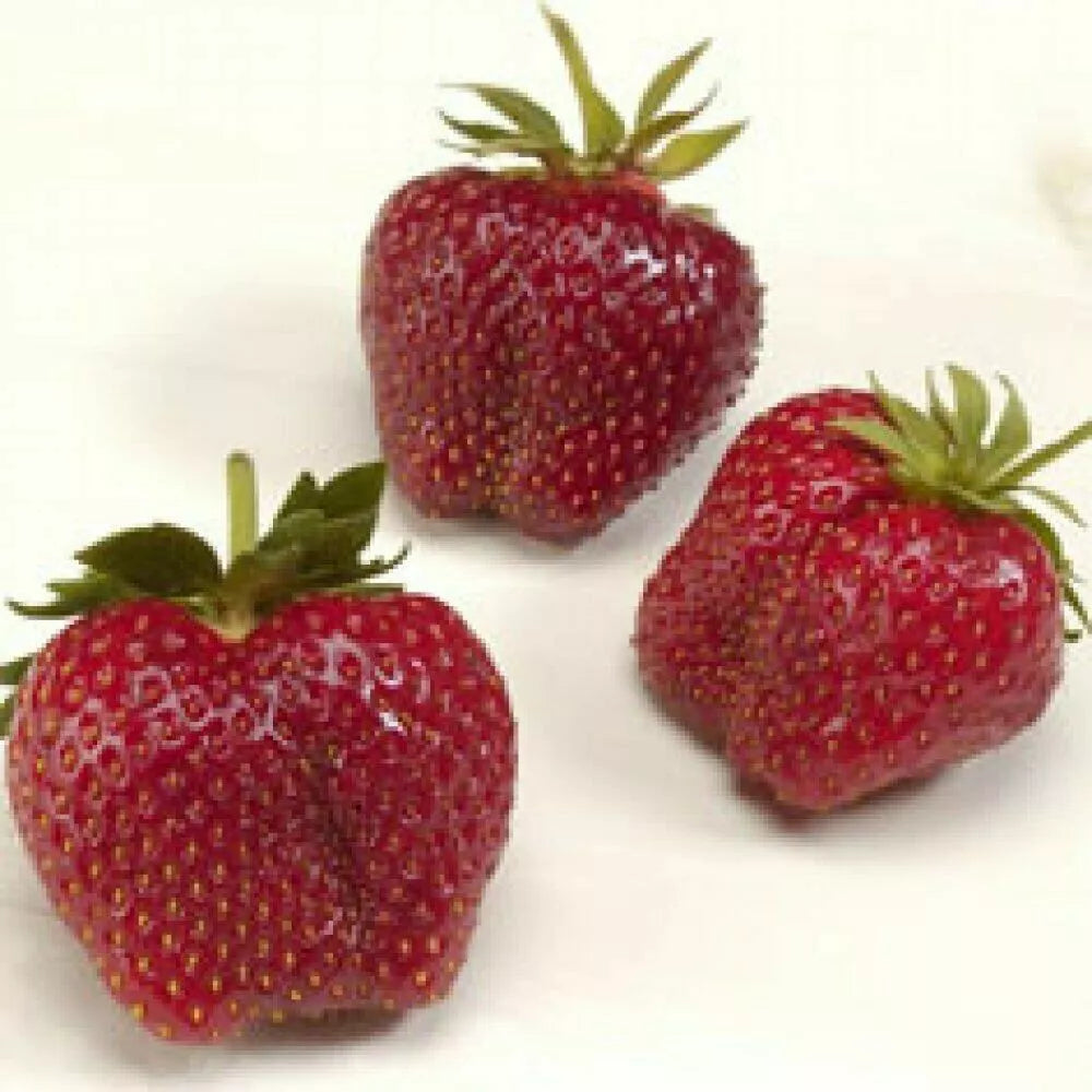 AC Wendy Strawberry Plants - 10 Live June-Bearing Strawberry Plants - Fragaria × ananassa