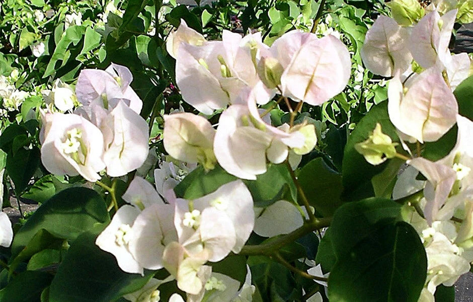 Bougainvillea Starter Plant - Vera White - Well Rooted Plug - Bougainvillea cv. VERA WHITE - USA Seller