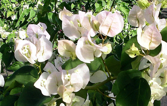 Bougainvillea Starter Plant - Vera White - Well Rooted Plug - Bougainvillea cv. VERA WHITE - USA Seller