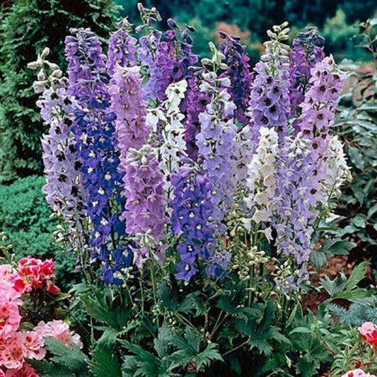 Magic Fountain Delphinium Seeds - 50 Perennial Flower Seeds - Delphinium elatum - Colorful Garden Blooms - USA Grown