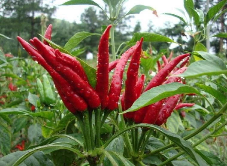 Hot Millet Pepper Seeds 50+ | Non-GMO | Capsicum annuum | Organic Gardening Seeds