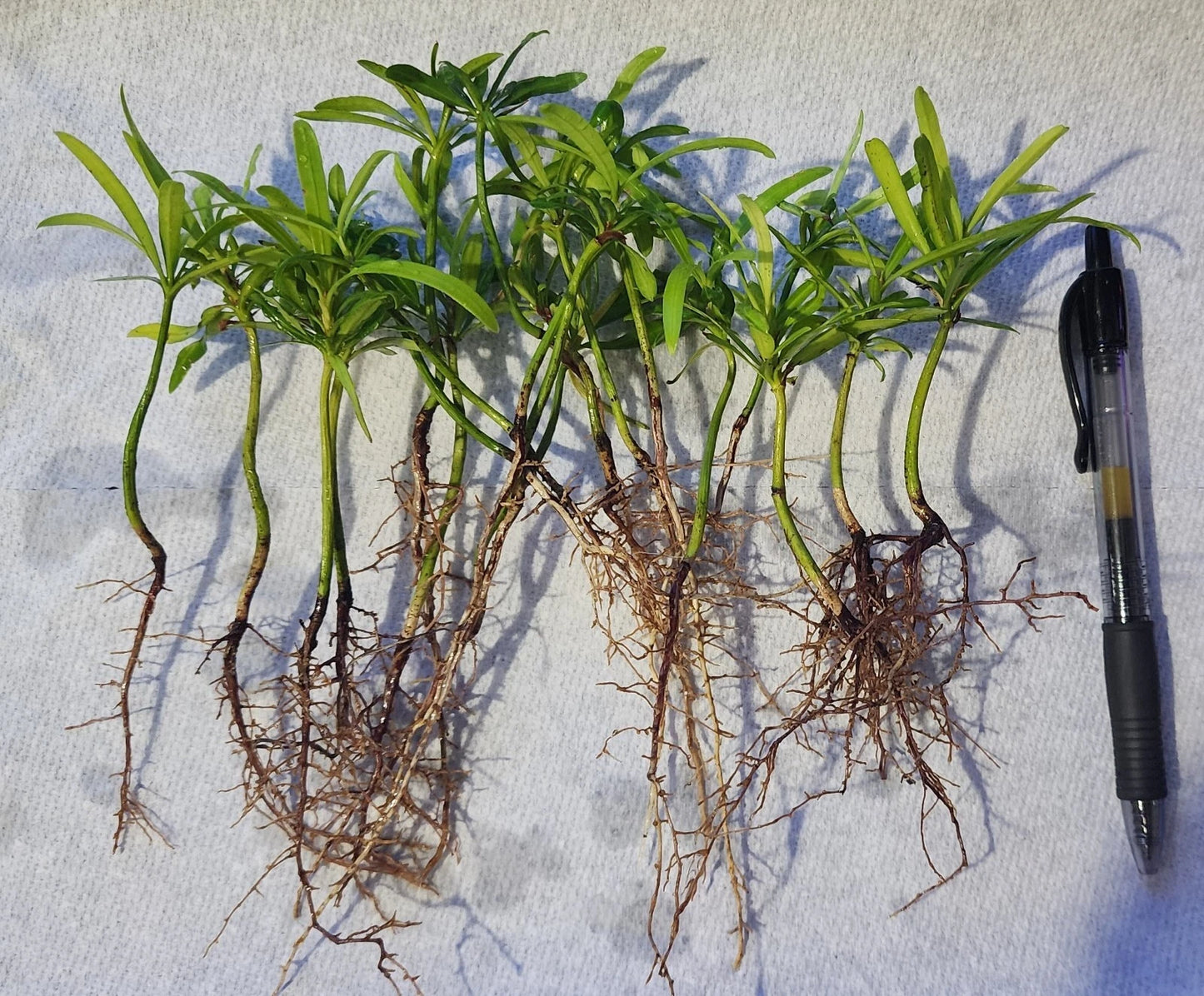 20 Pack Podocarpus Macrophyllus Japanese Yew Live Plants - Evergreen Privacy Hedge Seedlings for Garden Landscaping