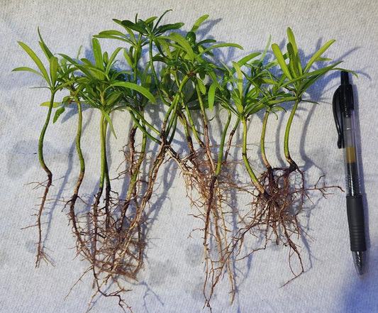 20 Pack Podocarpus Macrophyllus Japanese Yew Live Plants - Evergreen Privacy Hedge Seedlings for Garden Landscaping