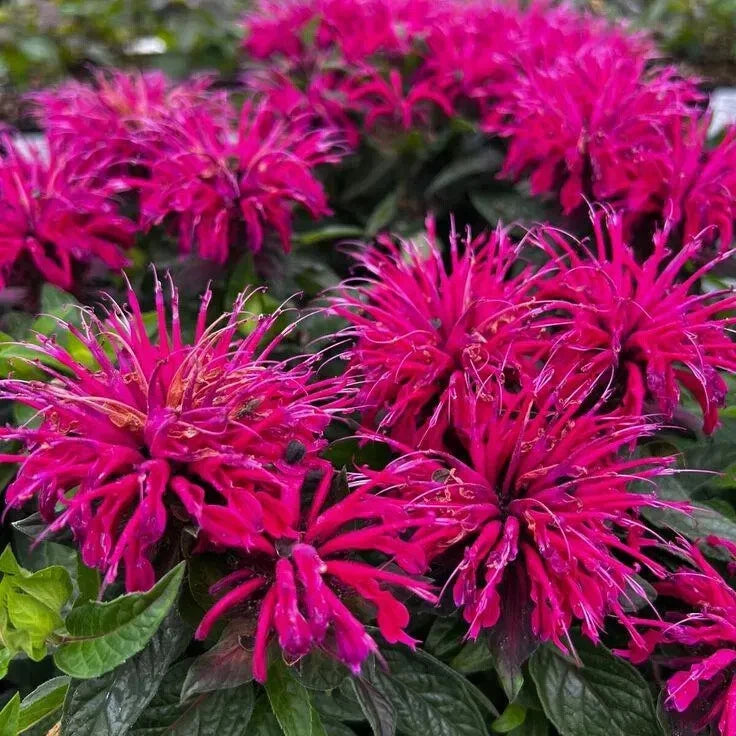 Bee Balm Plant 4" Pot Raspberry-Red Monarda "Bee True" - Pollinator-Friendly, Mildew Resistant Perennial