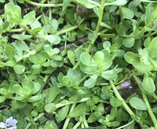 Bacopa Monnieri Live Bare Root Aquatic Plant - Brahmi Water Hyssop - Rau Dang - 20 Pack