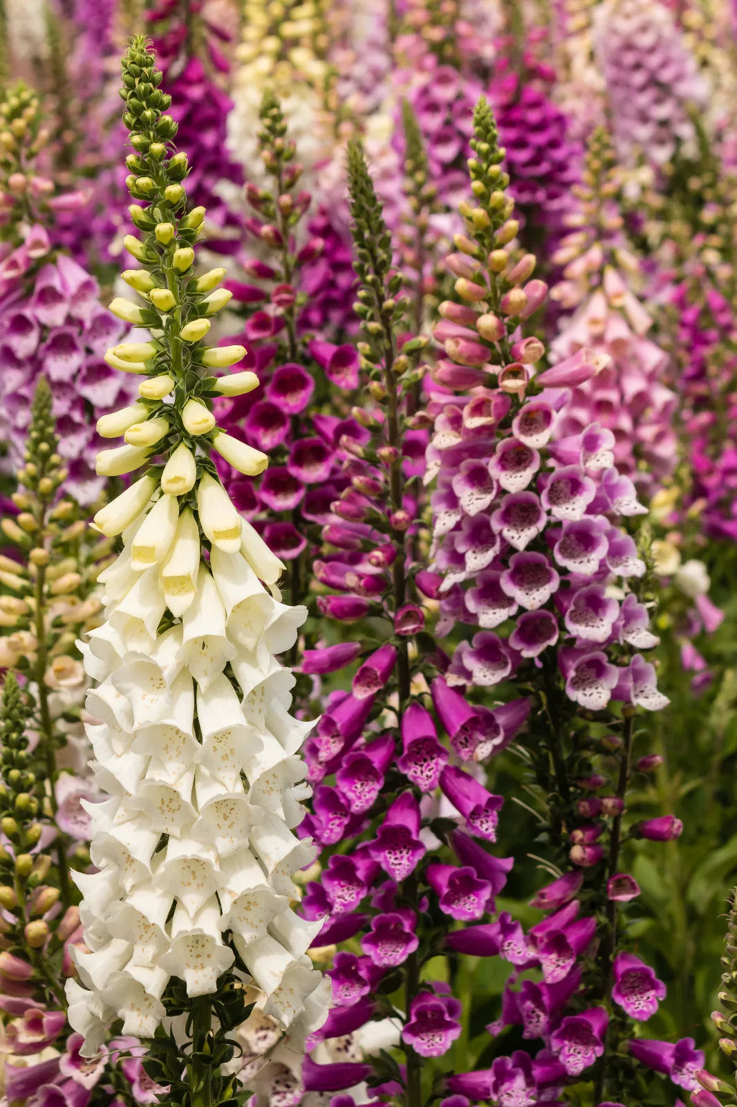 Bulk Foxglove Seeds 10,000 - Spotted Purple or White Flowers, Digitalis purpurea