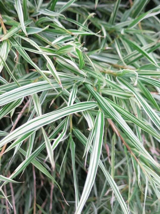 50 Bamboo Seeds Dwarf Malay Variegated Privacy Plant Garden Clumping Shade Screen (Bambusa vulgaris)