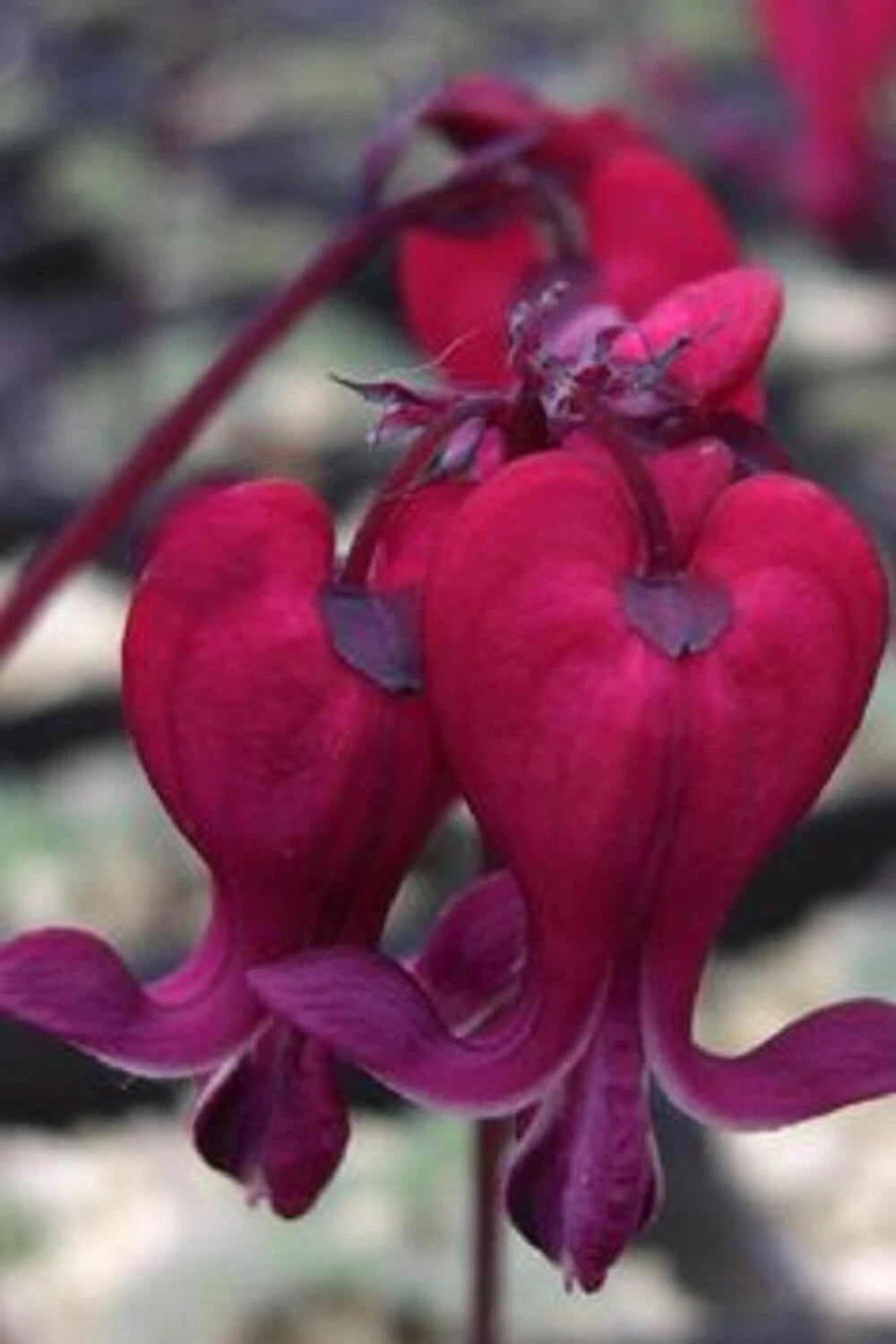 25 Dark Red Bleeding Heart Seeds, Dicentra Spectabilis, Shade Flower for Garden, Perennial Plant Seeds