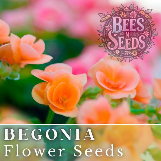 Amber Allure Begonia Seeds - 45 or 125 Non-GMO Flower Seeds - Colorful Indoor/Outdoor Plants, Begonia x semperflorens