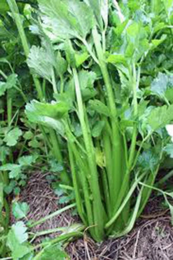Celery Seeds, 25+ Heirloom Tendercrisp, Non-GMO, Ideal for Gardening, Apium graveolens