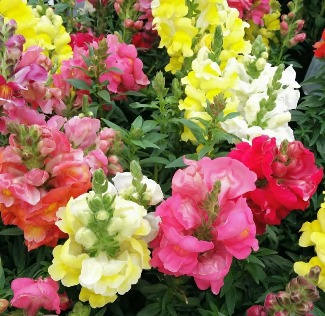 Snapdragon Seeds - Maximum Mix - 200 Seeds - Antirrhinum majus - Colorful Annual Flowering Plants for Garden and Landscaping