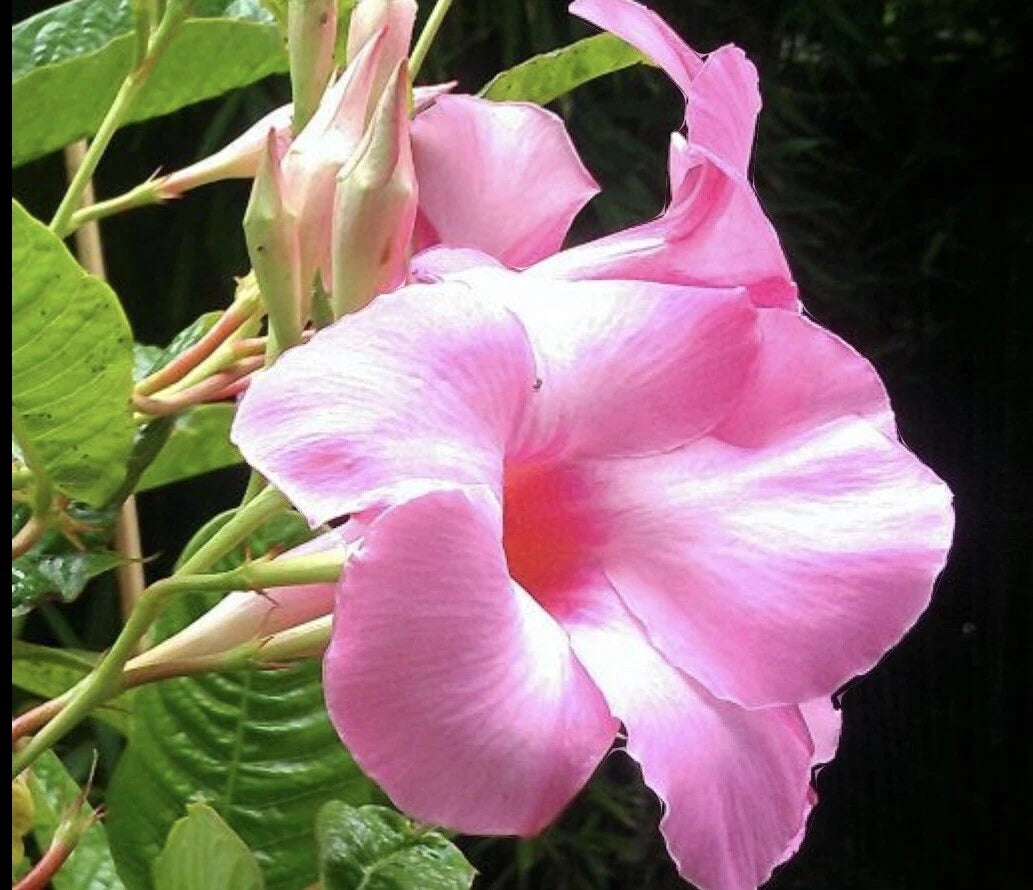 Mandevilla Alice Dupont Pink Live Plant Plugs, 3 Inch, Garden Home Planters, Tropical Flowering Vine