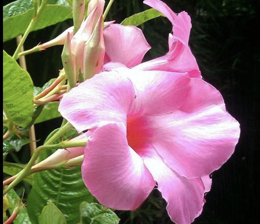 Mandevilla Alice Dupont Pink Live Plant Plugs, 3 Inch, Garden Home Planters, Tropical Flowering Vine