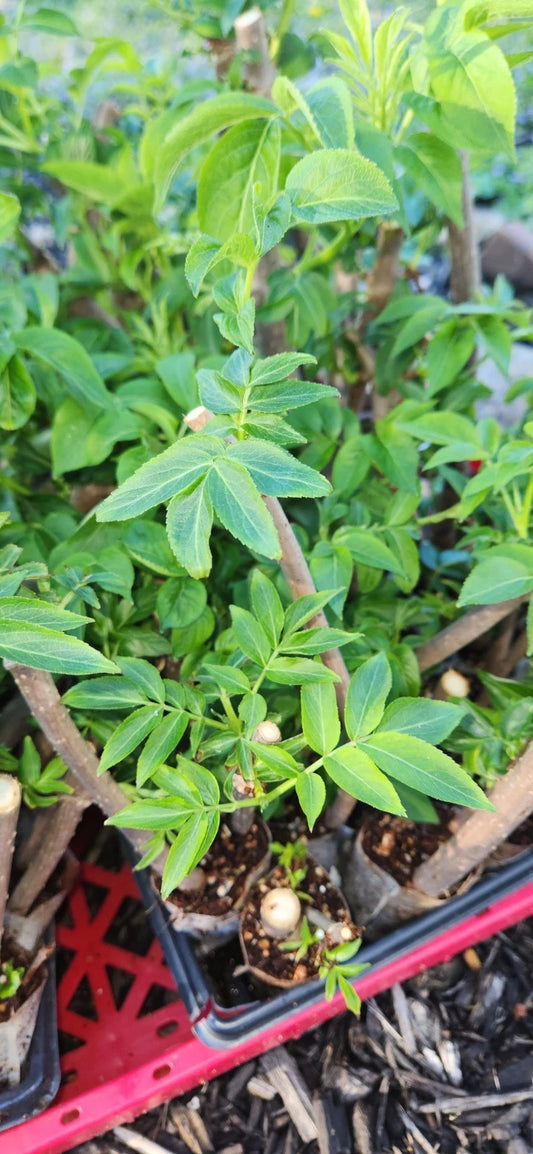 Black Elderberry Plants - 2 Live Bush Cuttings - Sambucus - Rooted for Home Gardening