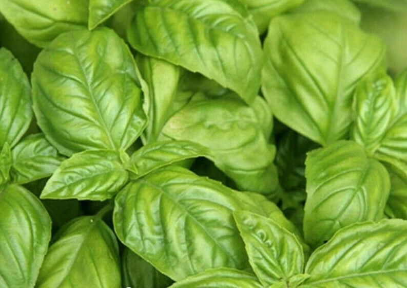 Basil Seeds 300+ Italian Large Leaf Culinary Herb Garden Ocimum basilicum