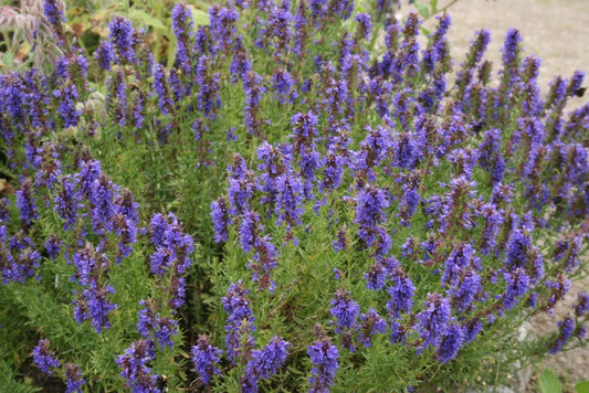 Hyssop Seeds - Fresh Perennial Herb Seed for Planting - Hyssopus officinalis