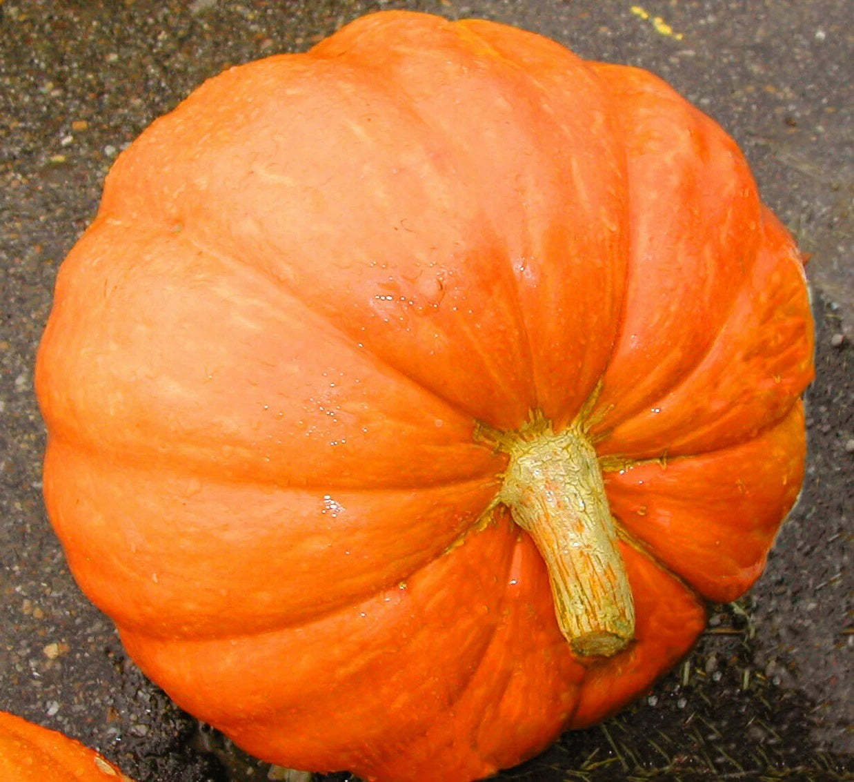 Big Max Pumpkin Seeds - 10+ Seeds - Heavyweight Variety, Average Weight 50-100 lbs - Cucurbita maxima