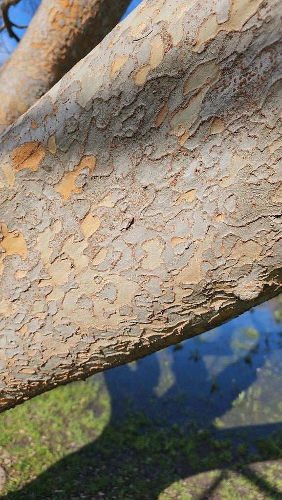 Chinese Elm Tree Seeds - Ulmus parvifolia - Hardy Deciduous Tree for Bonsai and Landscaping