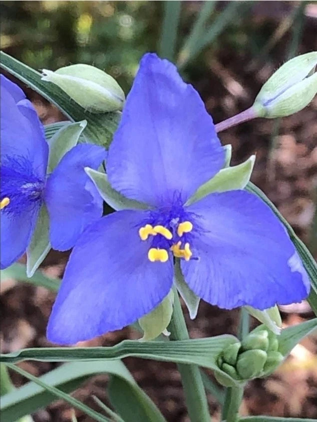 50+ Organic Spiderwort Seeds - Tradescantia humilis - USA Harvested, Fresh for 2025