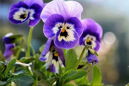 50PCS Mixed Color Violet Seeds - Perennial Garden Flowers - Viola spp. - Colorful Blooming Plants for Home Garden