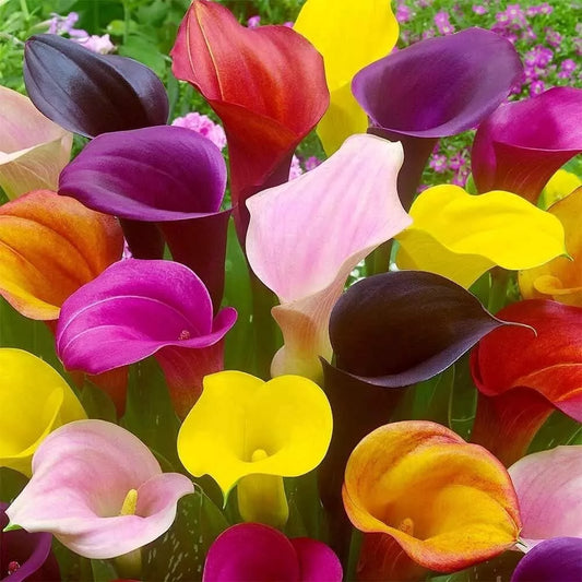 Calla Lily Bulbs for Planting - Mixed Color - Zantedeschia spp.