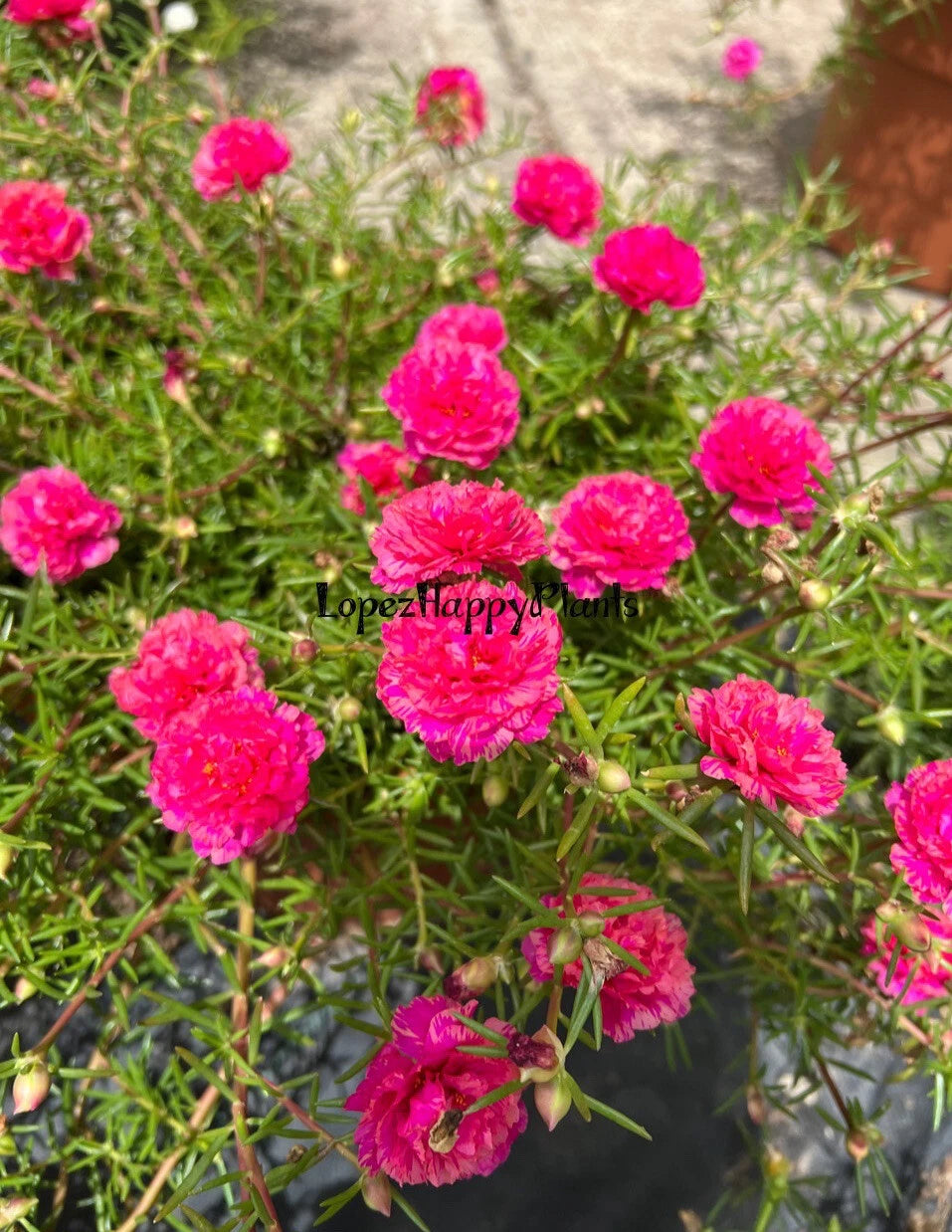 8 Unrooted Cuttings - Portulaca Moss Rose - Pink Color - Portulaca grandiflora
