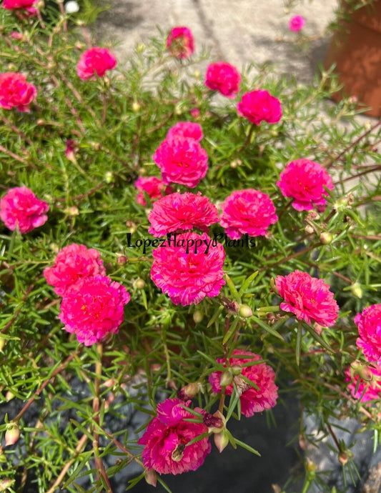 8 Unrooted Cuttings - Portulaca Moss Rose - Pink Color - Portulaca grandiflora