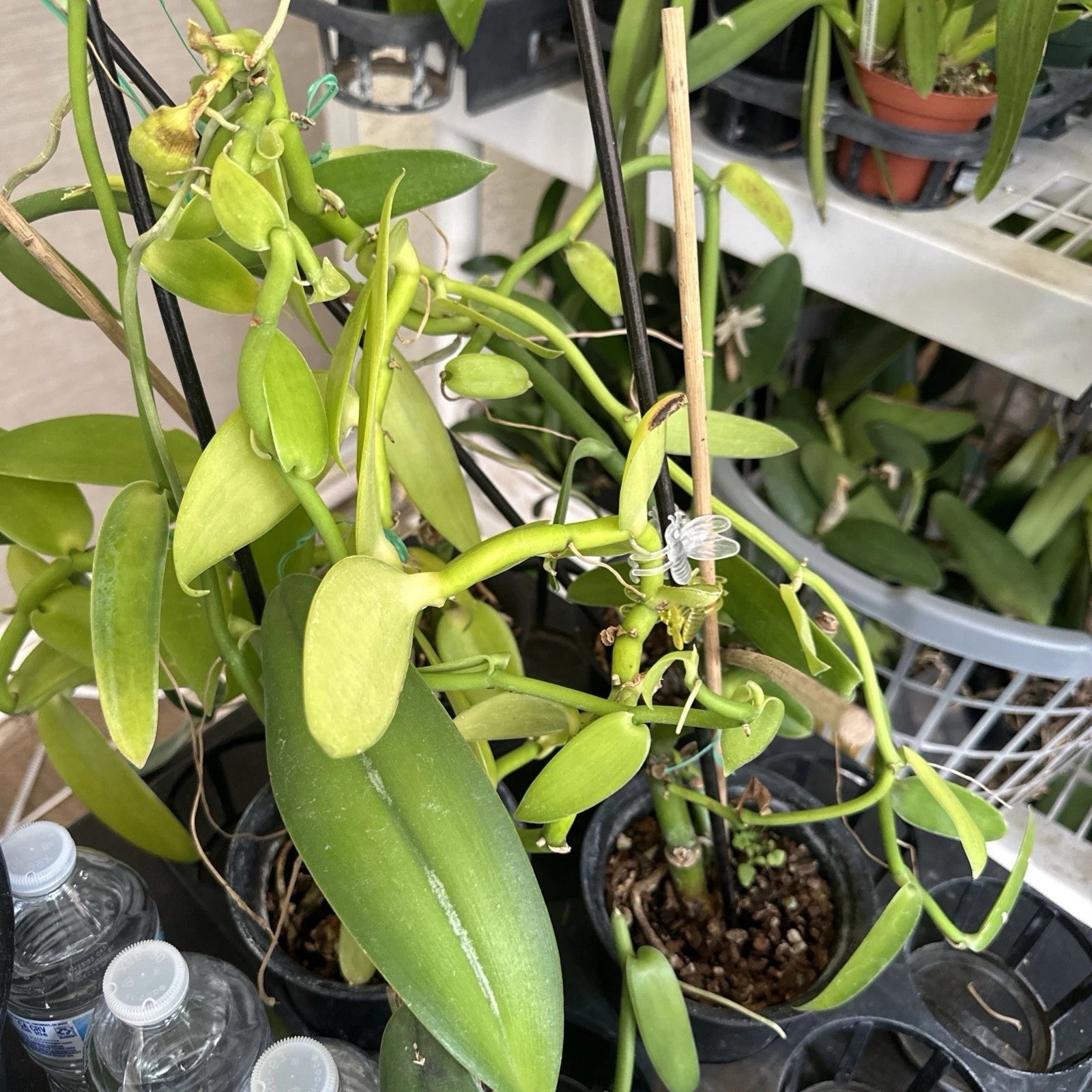 Vanilla Bean Orchid Cutting - 10” Fresh Cutting - Vanilla Planifolia