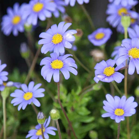 Blue Marguerite Daisy Seeds - 200+ Count - Garden Planting - Felicia amelloides - USA