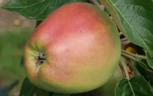 Arthur Turner Apple Seeds - 25+ Pack for Garden Planting - Malus domestica - USA Grown, Non-GMO, Heirloom Variety